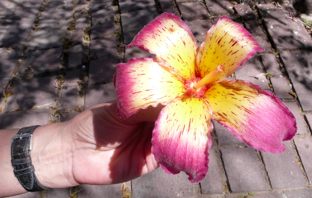 Flor de Palo Borracho