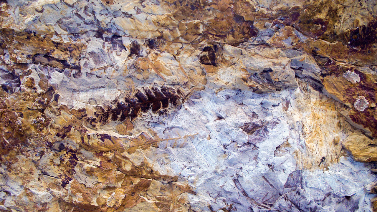 fósiles, Ischigualasto, San Juan
